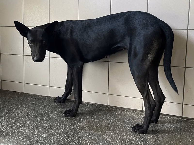 Black adult female mixed-breed dog, Large, shelter no. …2202