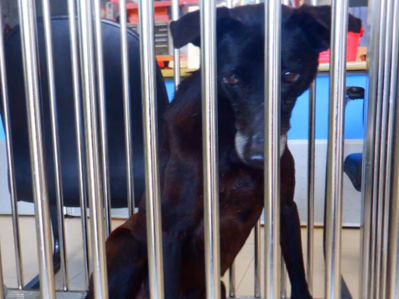 Black adult male mixed-breed dog, Medium, shelter no. …5142