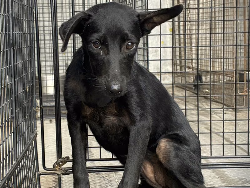 Black young female mixed-breed dog, Small, shelter no. …4005