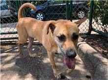 Tan adult female mixed-breed dog, Medium, shelter no. …1612