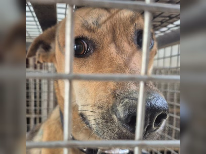 Tan adult female mixed-breed dog, Medium, shelter no. …6-03