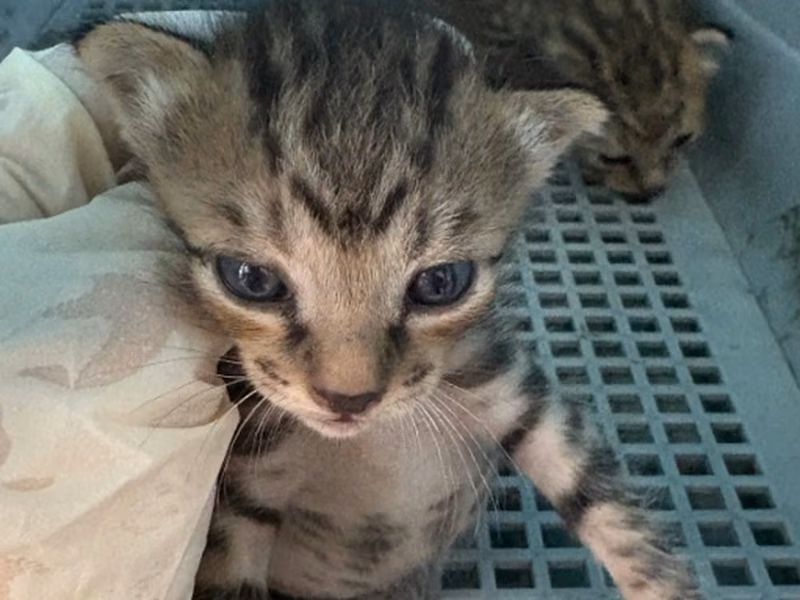 Tabby young female mixed-breed cat, Medium, shelter no. …2003