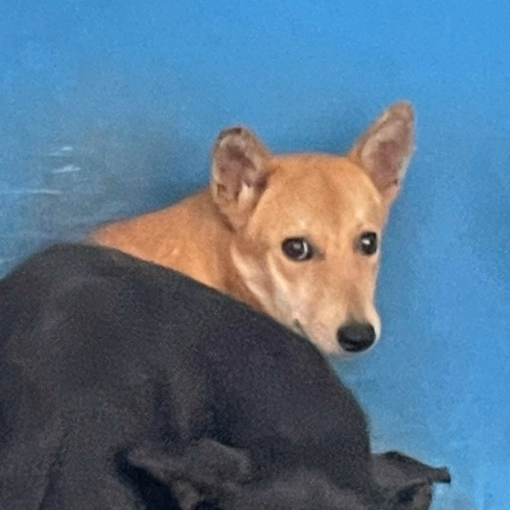 Tan adult female mixed-breed dog, Large, shelter no. …1003