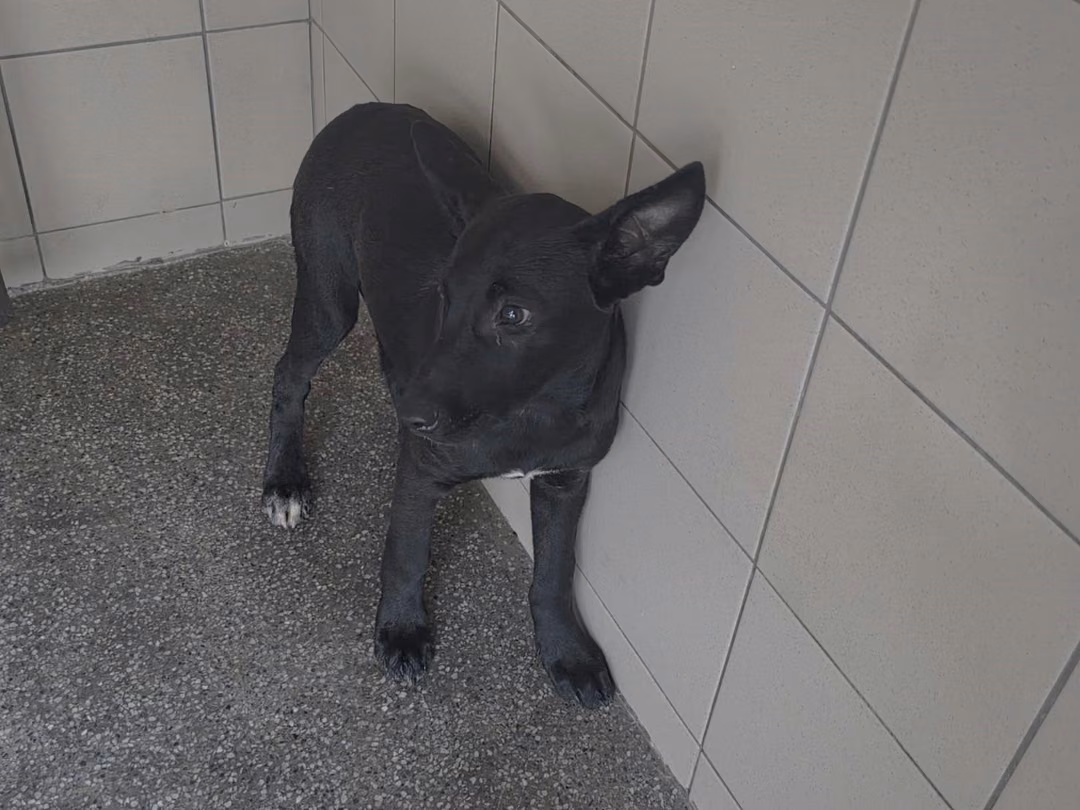 Black adult female mixed-breed dog, Large, shelter no. …1604