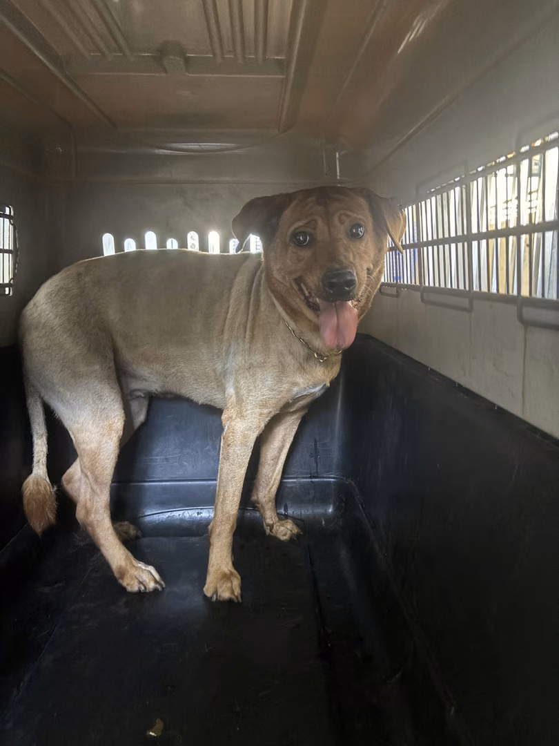 Tan adult female mixed-breed dog, Large, shelter no. …4001