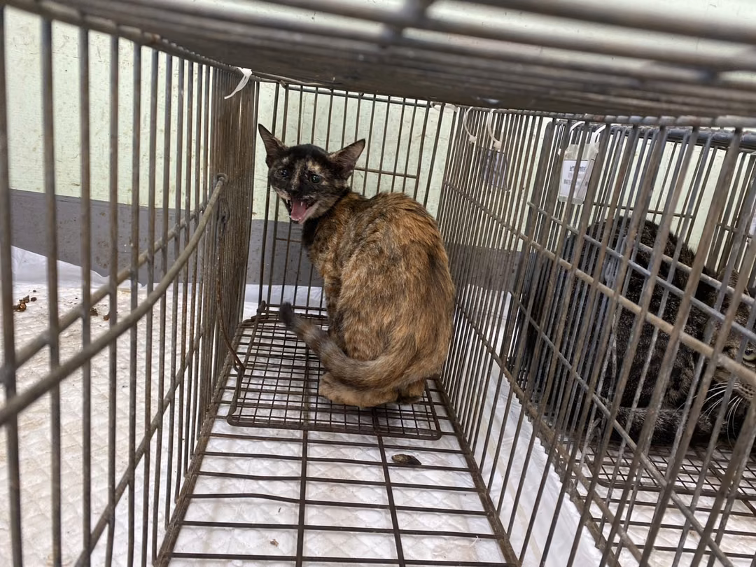 Adult female mixed-breed cat, Small, shelter no. …2C03