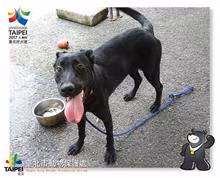 Black adult female mixed-breed dog, Medium, shelter no. …1205