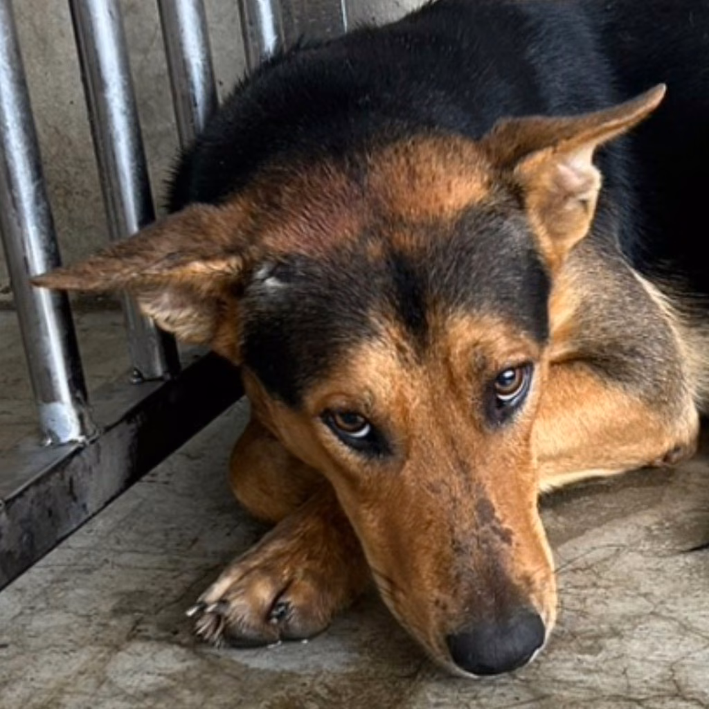 Black-and-tan adult male mixed-breed dog, Large, shelter no. …5013