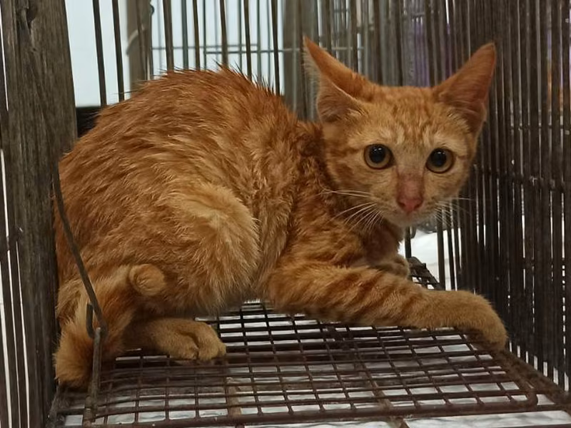 Orange tabby young female mixed-breed cat, Small, shelter no. …8C07