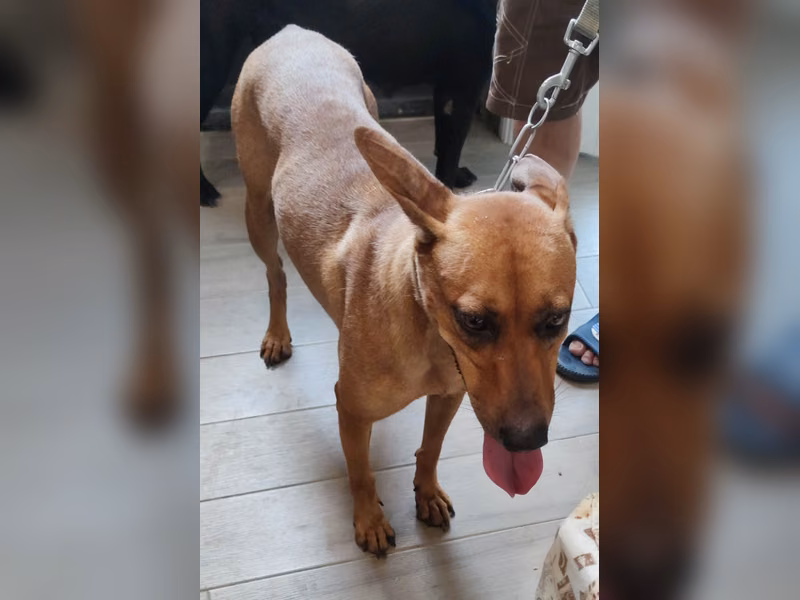 Tan adult female mixed-breed dog, Medium, shelter no. …7001