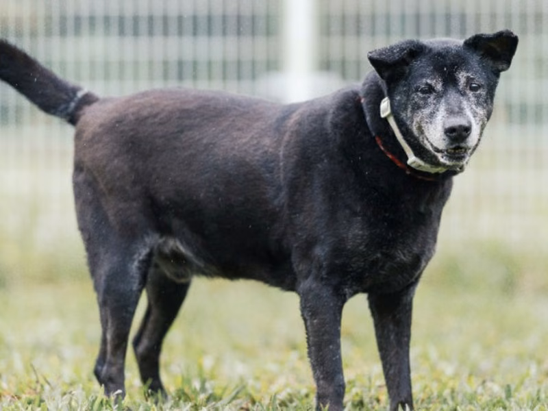 Black adult male mixed-breed dog, Medium, shelter no. …5005