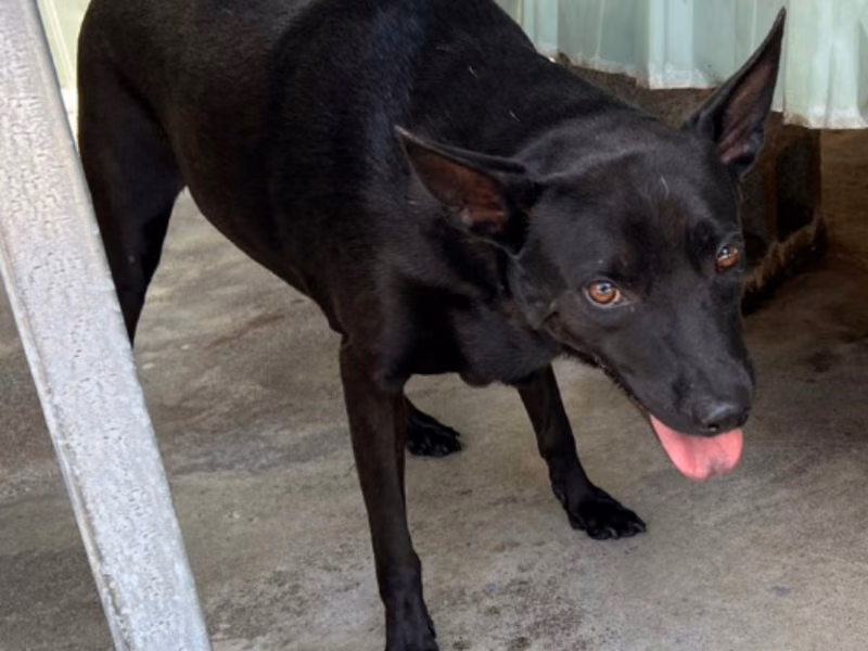 Black adult male mixed-breed dog, Large, shelter no. …045D