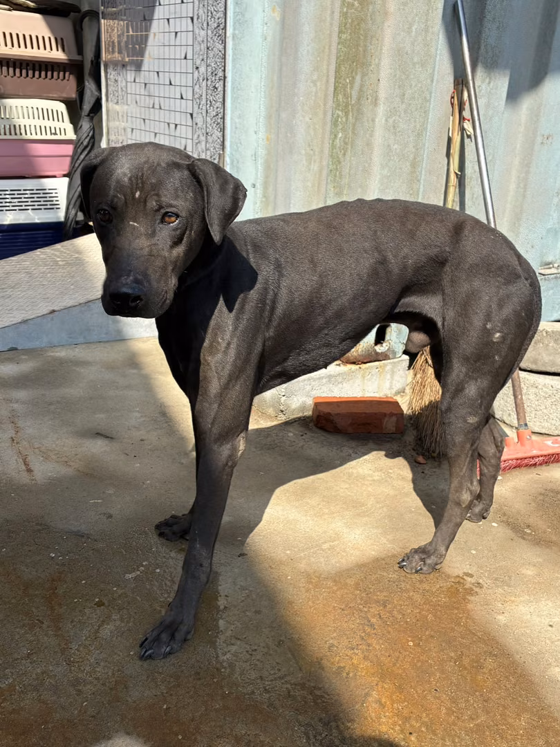 Black adult male mixed-breed dog, Medium, shelter no. …7003