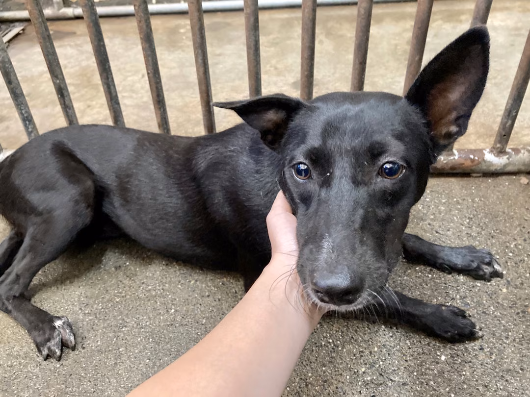 Black adult female mixed-breed dog, Medium, shelter no. …3006