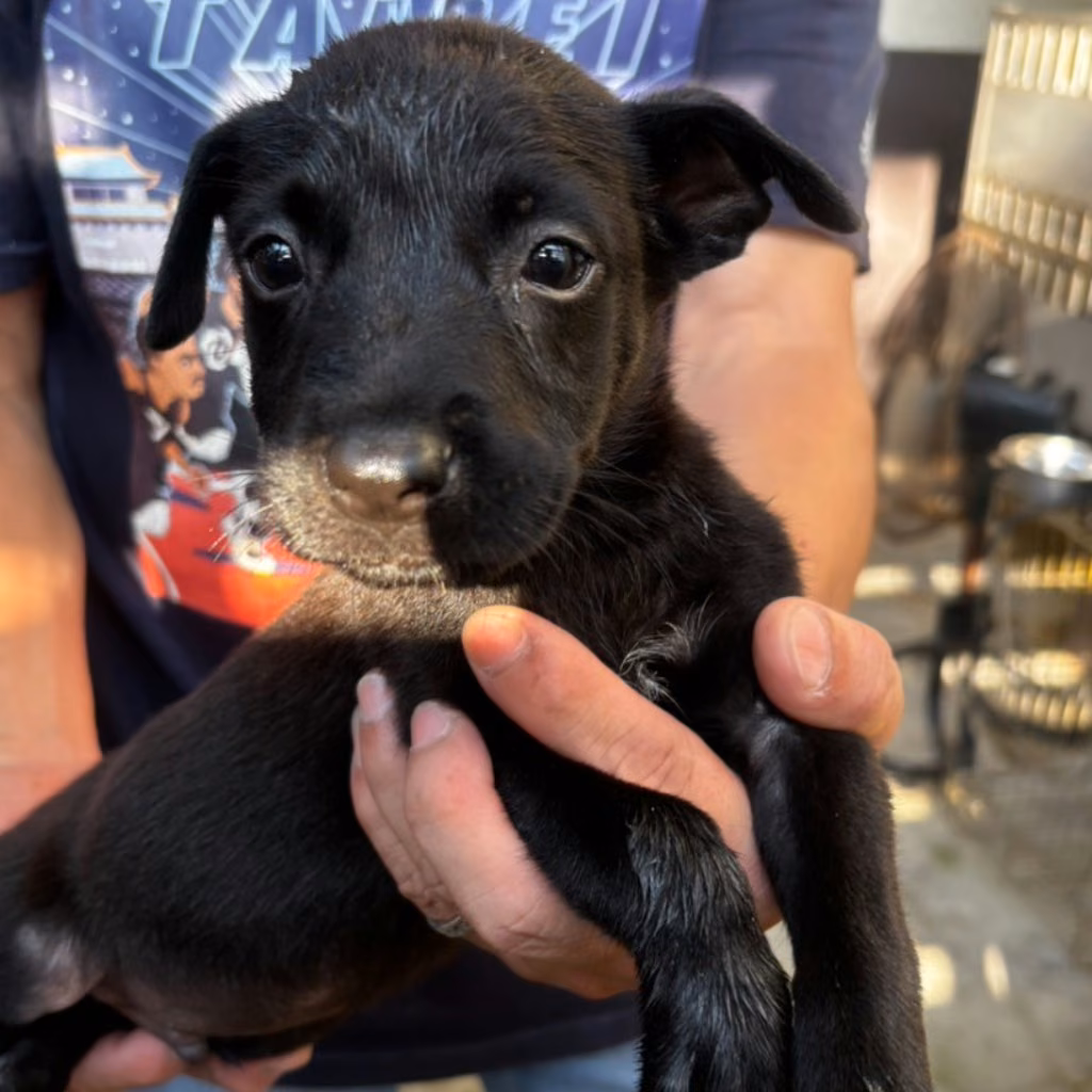 Black young male mixed-breed dog, Medium, shelter no. …5011