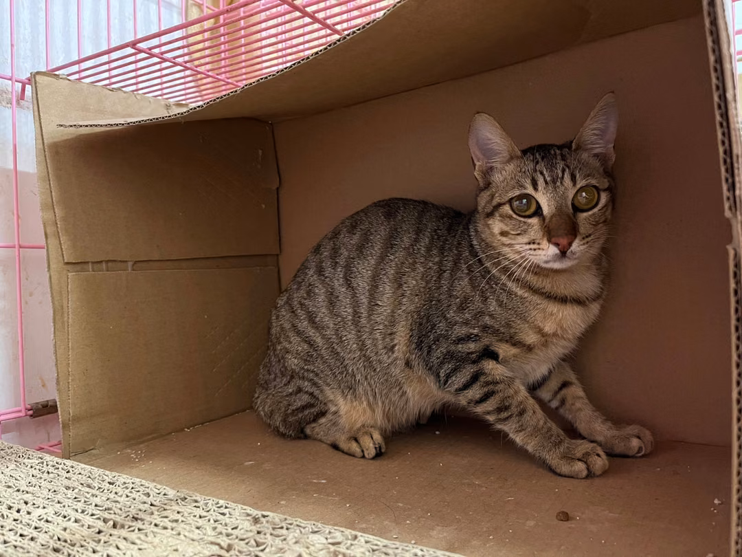 Tabby adult male mixed-breed cat, Medium, shelter no. …2206