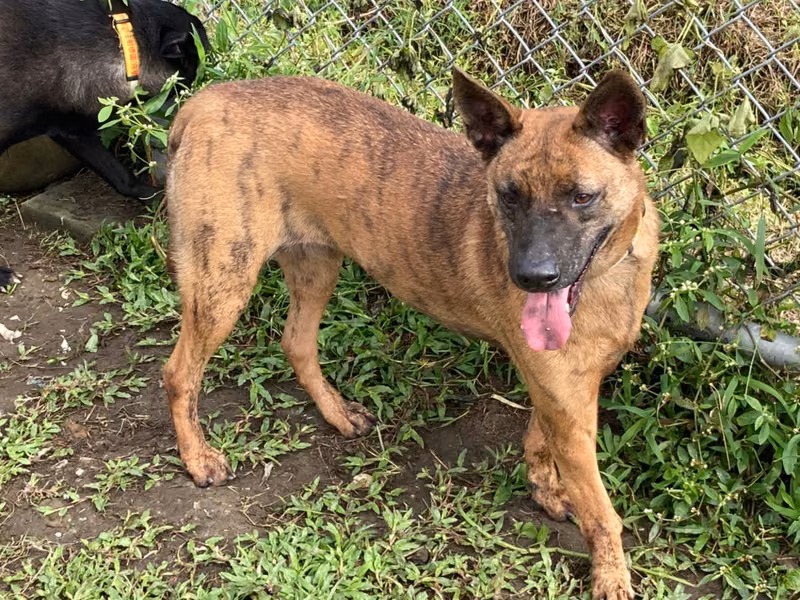 Tabby young female mixed-breed dog, Medium, shelter no. …0101