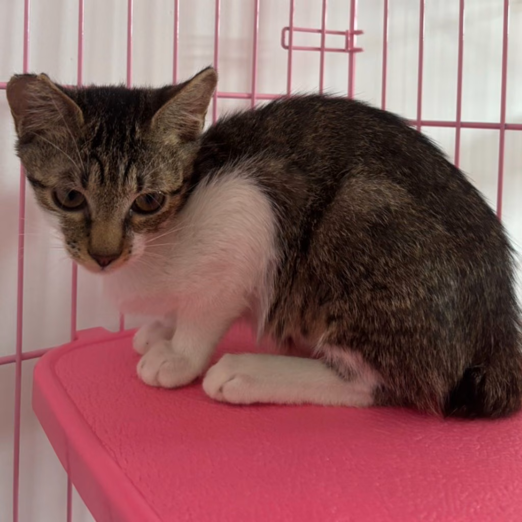 Tabby-and-white adult male mixed-breed cat, Small, shelter no. …8-06