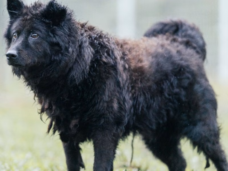 Black adult male mixed-breed dog, Medium, shelter no. …1001