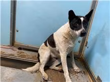 Black-and-white adult female mixed-breed dog, Medium, shelter no. …1805