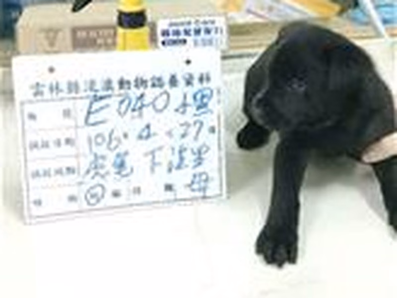 Black female mixed-breed dog, Large, shelter no. …040D