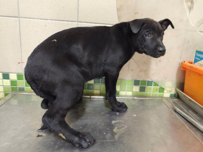 Black adult female mixed-breed dog, Large, shelter no. …2008