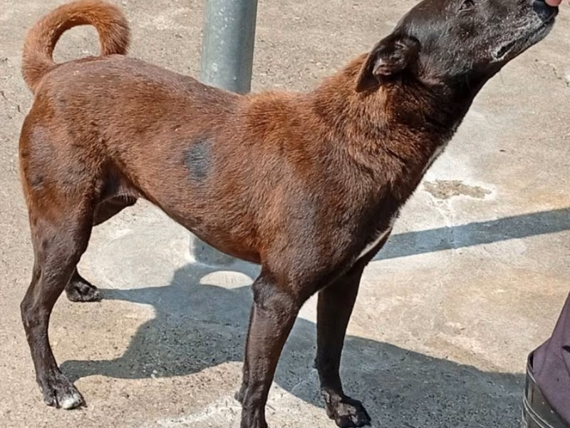 Black adult female mixed-breed dog, Large, shelter no. …047D