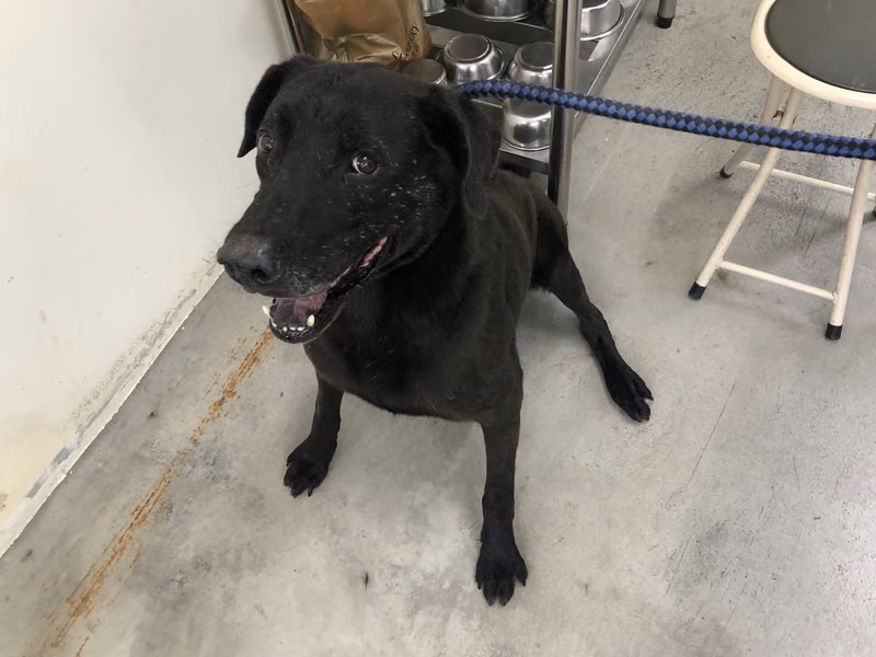 Black adult male mixed-breed dog, Medium, shelter no. …3102