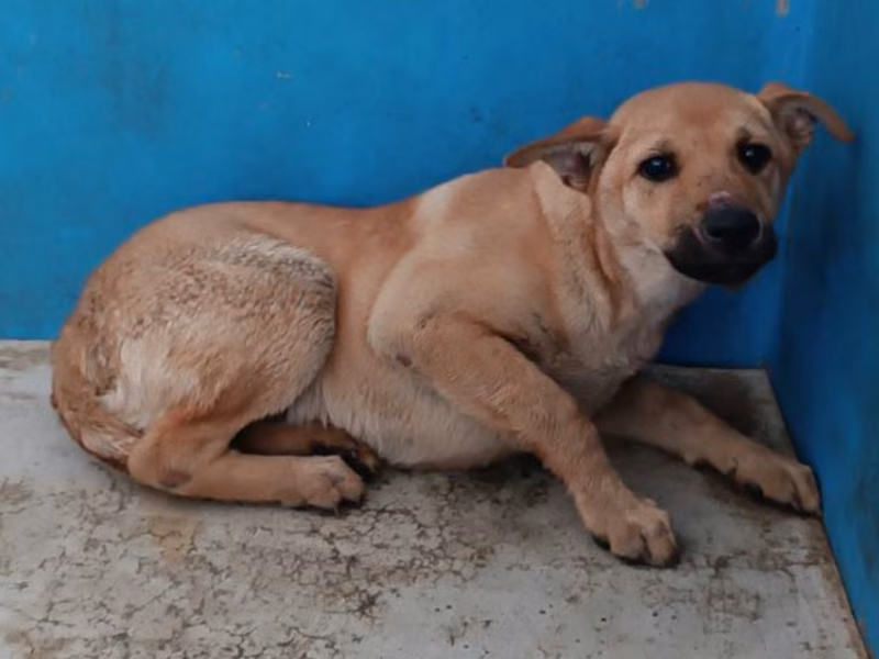 Tan adult female mixed-breed dog, Large, shelter no. …3029