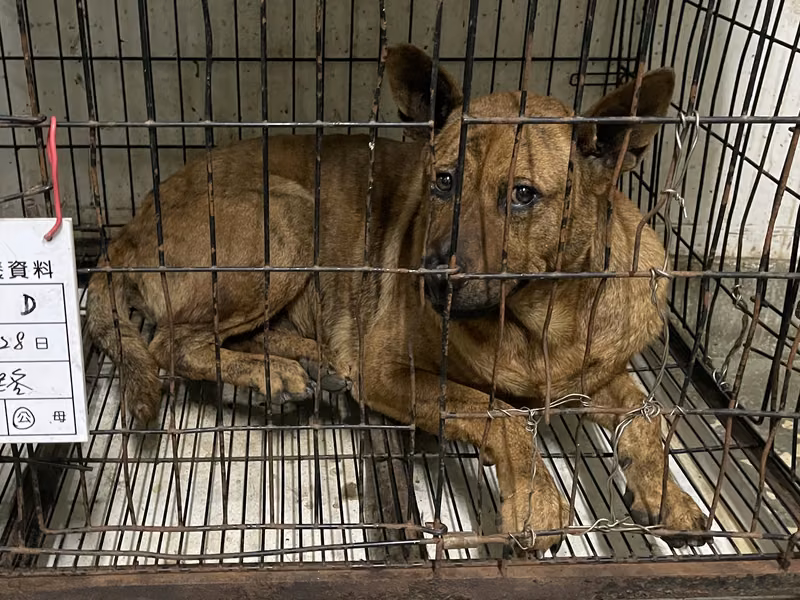 Tan adult male mixed-breed dog, Large, shelter no. …011D