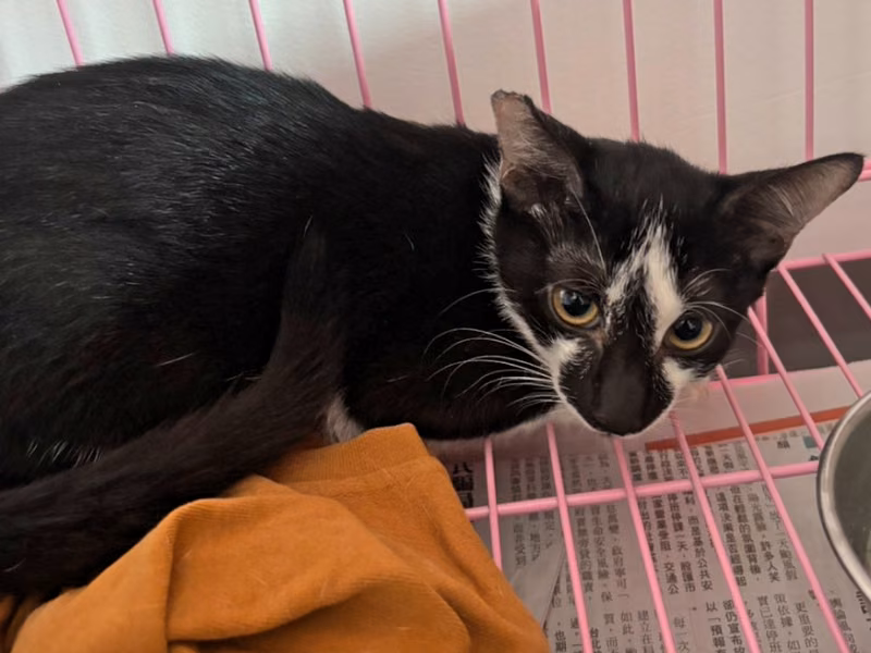 Tabby-and-white adult male mixed-breed cat, Small, shelter no. …8-08