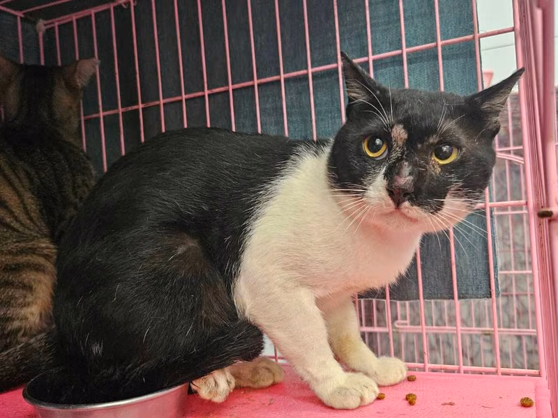 Black-and-white adult male mixed-breed cat, Medium, shelter no. …1101