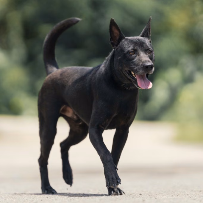 Black adult male mixed-breed dog, Medium, shelter no. …1001