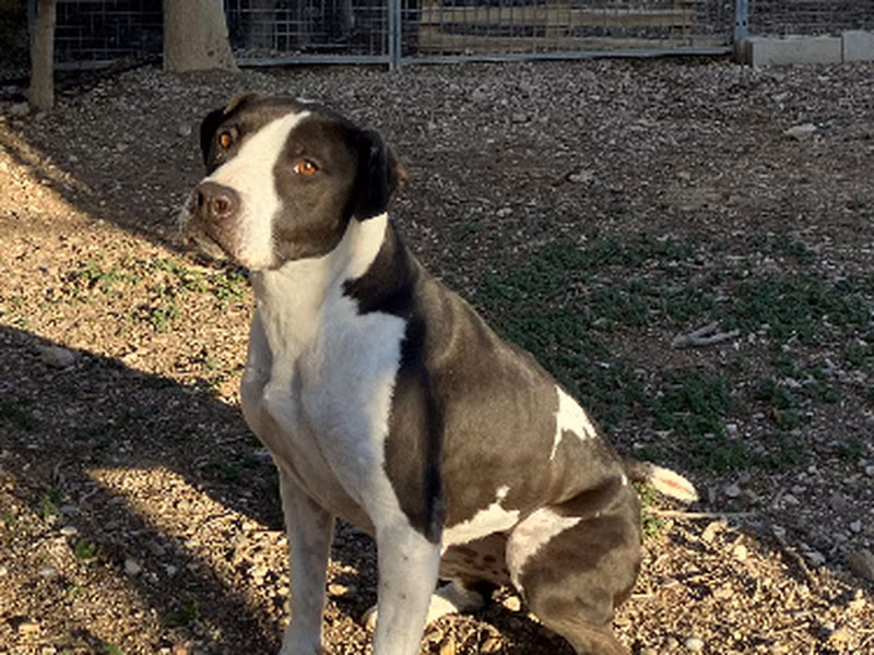 Irene, Adult · Female · Large · Mixed breed