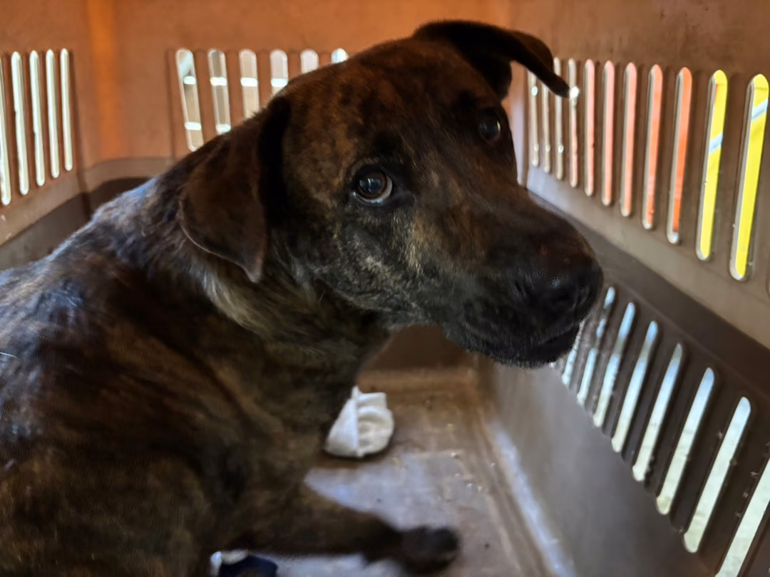 Tabby adult male mixed-breed dog, Medium, shelter no. …0001