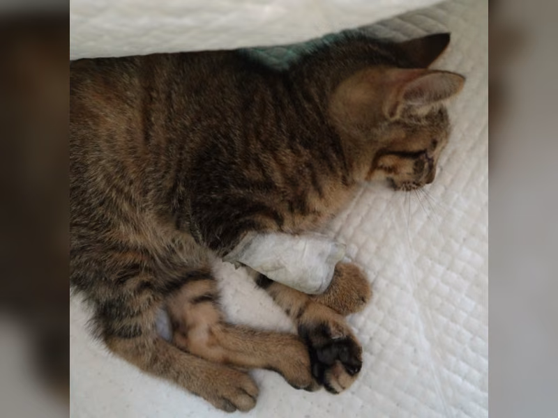 Tabby young female mixed-breed cat, Small, shelter no. …8-11