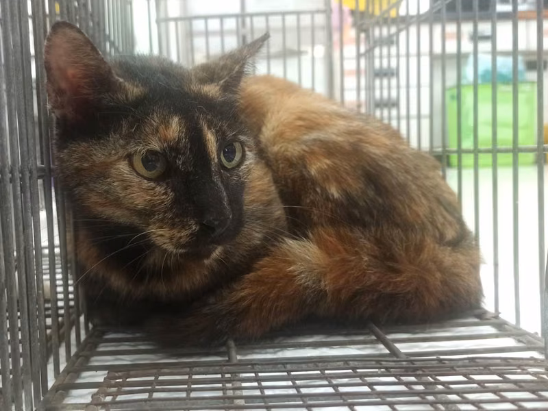Adult female mixed-breed cat, Small, shelter no. …3C01
