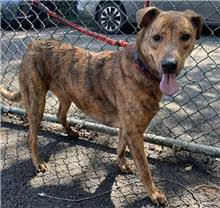 Tabby adult male mixed-breed dog, Medium, shelter no. …0906