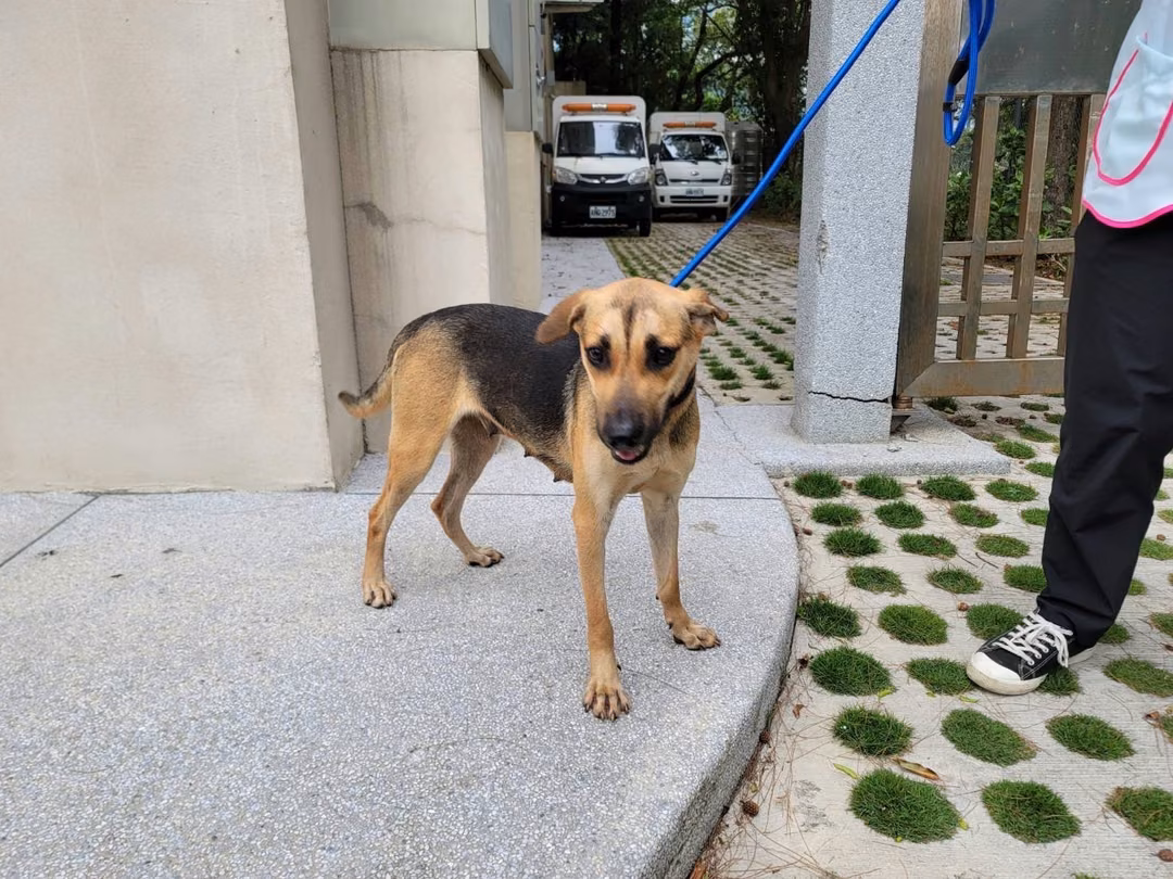 Tan adult female mixed-breed dog, Medium, shelter no. …1003
