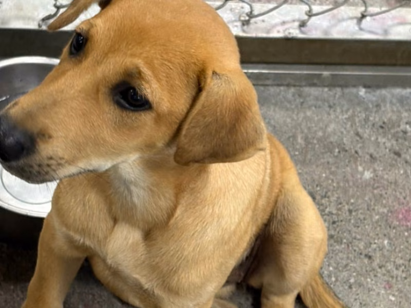 Tan adult female mixed-breed dog, Medium, shelter no. …3022