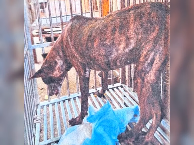 黑虎斑色成年公混種犬，大型, 收容編號 …020D