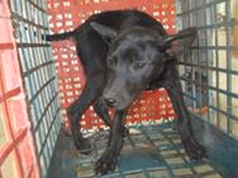 Black adult female mixed-breed dog, Small, shelter no. …4003