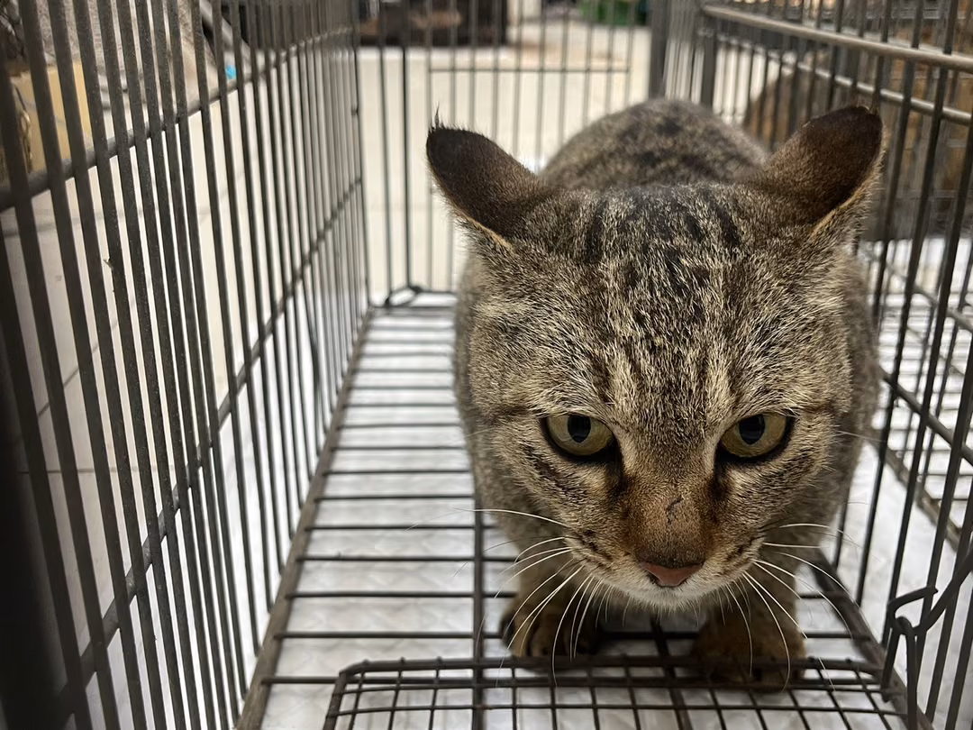 Adult female mixed-breed cat, Small, shelter no. …9C05