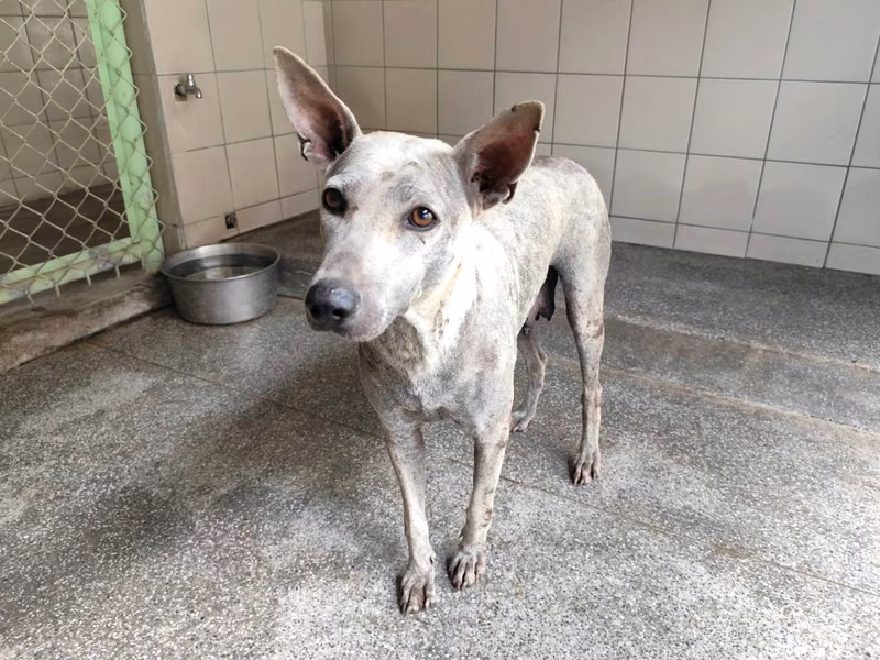 White adult female mixed-breed dog, Large, shelter no. …0401