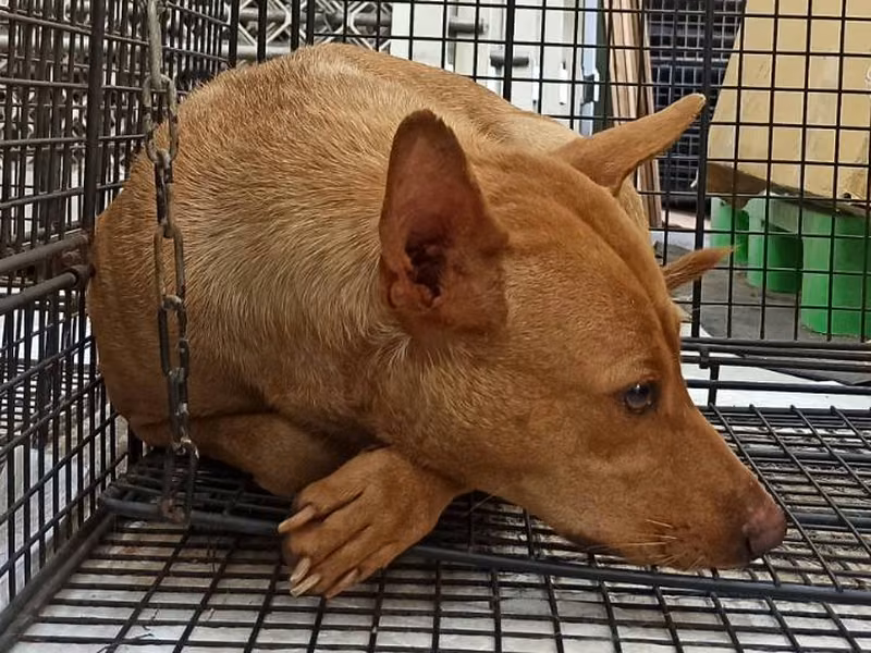 Tan adult female mixed-breed dog, Medium, shelter no. …6D02