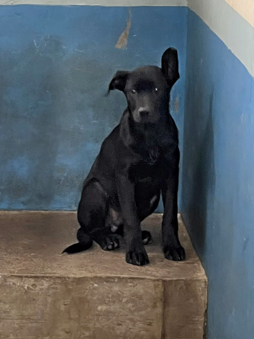 Black adult male mixed-breed dog, Medium, shelter no. …8003