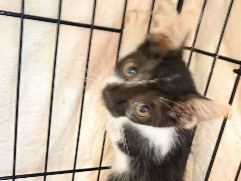 Gato mestizo joven (negro y blanco), Pequeño, refugio n.º …0004