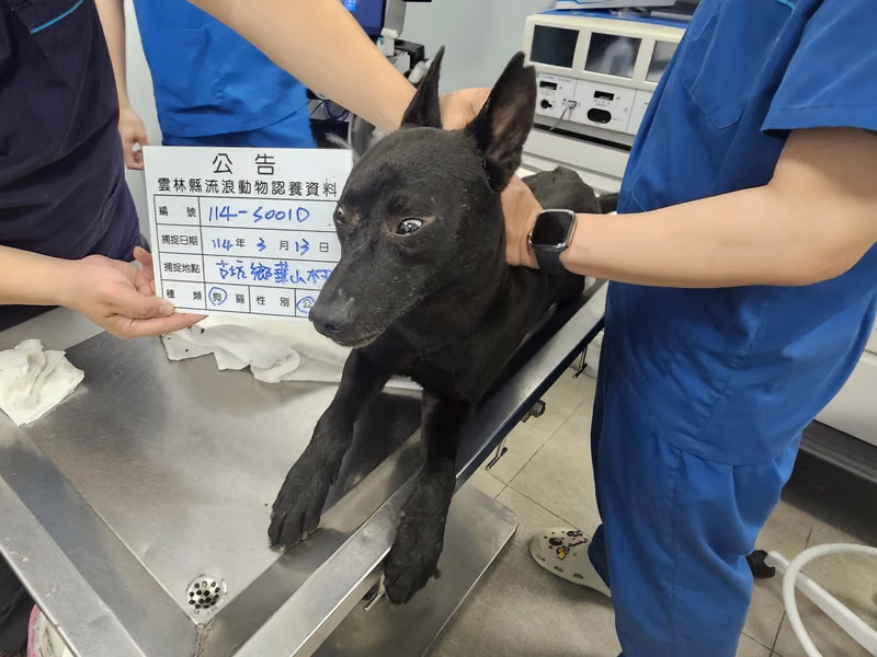 Black adult male mixed-breed dog, Large, shelter no. …001D