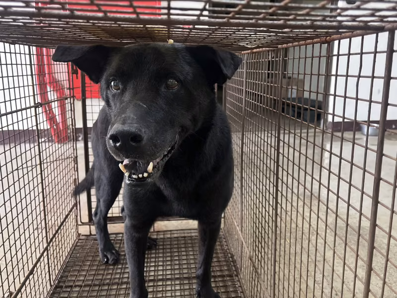 Black adult male mixed-breed dog, Medium, shelter no. …1002