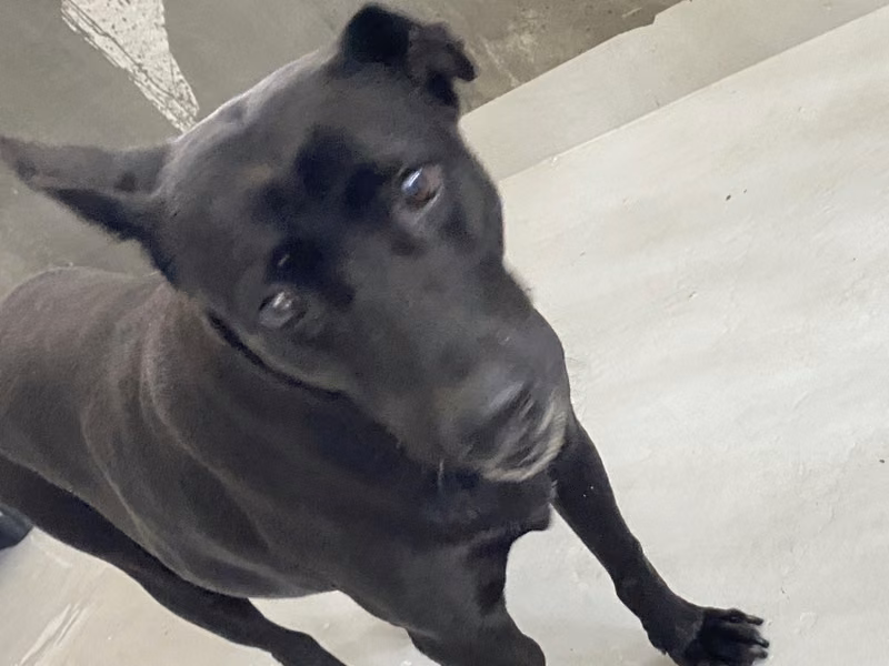 Black adult female mixed-breed dog, Large, shelter no. …3001